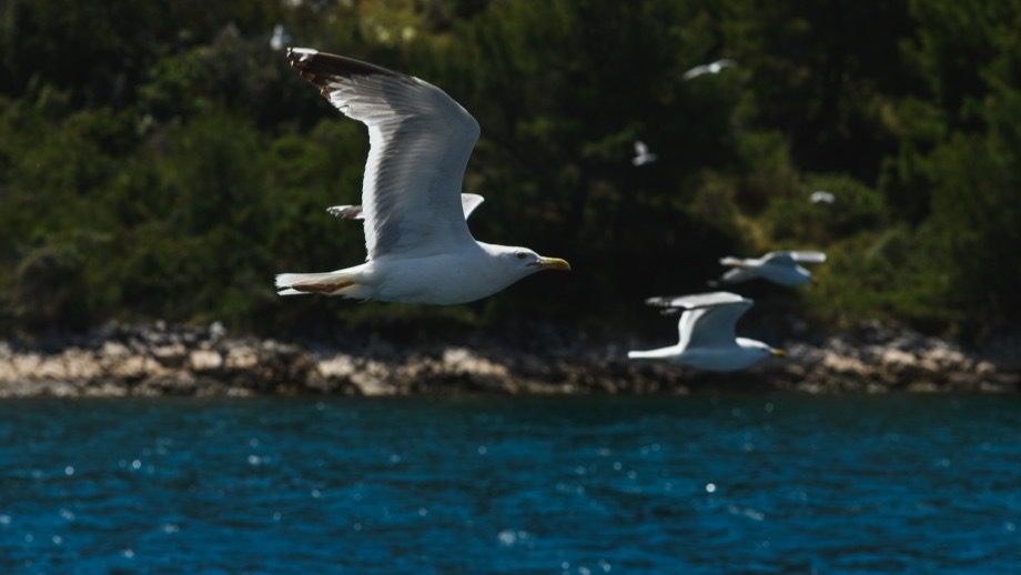 Boat excursion to PN Telašćica (salt lake) and Kornat island (NP Kornati) - Lupeška Bay- departure from Zadar